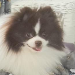 Pomeranians from BEL-FRE POMERANIANS