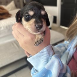 Oreo - Black and cream male Dachshund puppy in Tomball, Texas from Gutierrez House of Doxies