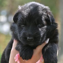 Flora - Black female German Shepherd puppy in Canton, Texas from WILDWOOD GERMAN SHEPHERDS