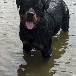 American Bullies and Rottweilers from White's K9 Connection