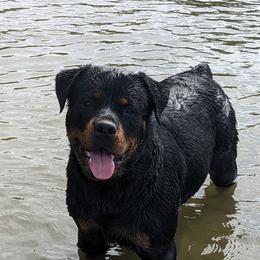 American Bullies and Rottweilers from White's K9 Connection
