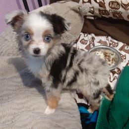 Toy Australian Shepherds from Aussies Done Wright