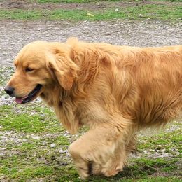 Golden Retrievers from Lucky Golden Ranch