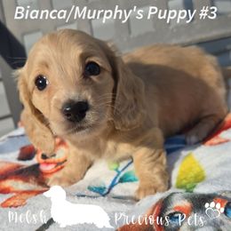 Girl 2 ( Puppy 3 by Birth order) - Cream female Dachshund puppy in Anamosa, Iowa from Melsh Precious Pets
