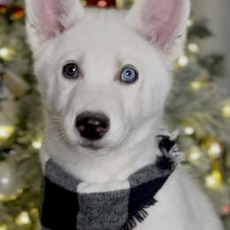 Yellow - Jupiter - Siberian Husky puppy from Snowy Siberians
