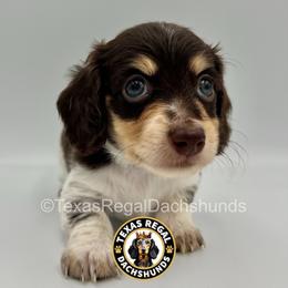 Ross 2500 - Piebald male Dachshund puppy in Houston, Texas from Texas Regal Dachshunds LLC