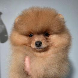 Smoke - Blue sable male Pomeranian puppy in Wildersville, Tennessee from RoyalRarity's Poms & Enrichment