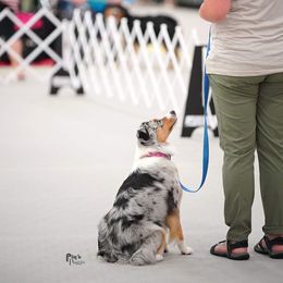 Miniature American Shepherd All Grown Up from Wx Kennels