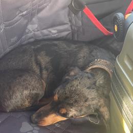 Chelsea - Dachshund