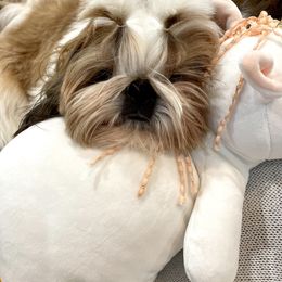 Pippa - Shih Tzu