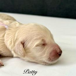 Patty - Cream female Dachshund puppy in Ormond Beach, Florida from Meadow Ridge Dachshunds