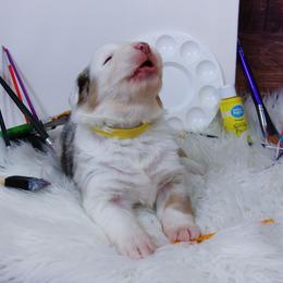 Australian Shepherd Puppies from Cooper Ridge Aussies