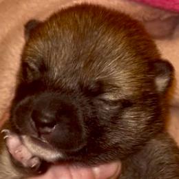 Dove - Red female Shiba Inu puppy in Clewiston, Florida from Animal Farm Shiba Inus & Mameshibas