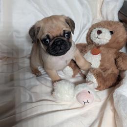 Oliver - Fawn male Pug puppy in Vancouver, Washington from Swift Pugs