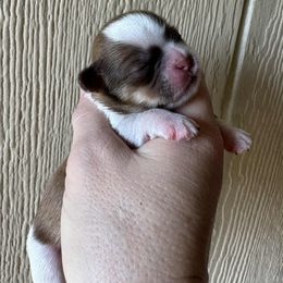 Liver Spotted Boy - Liver and white male Shih Tzu puppy in Vinita, Oklahoma from Locust Creek Shih Tzu & Havanese