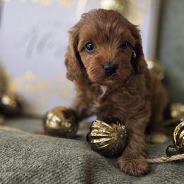 Dancer - Red female Cavapoo puppy in Lincolnton, North Carolina from Cuddable Pups