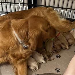 Barbie- purple collar - Golden female Golden Retriever puppy in Indianapolis, Indiana from ZuGolden Retrievers & Doodles