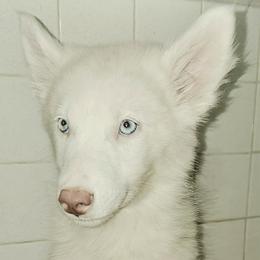 Fildekraut - White and red female Yakutian Laika puppy in Harlem, Georgia from Trailblazer Yakutian Laikas