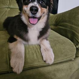 Australian Shepherd Puppies from Jaquelyn Harney