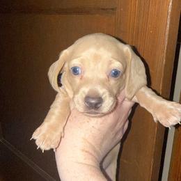 Cream girl Blue Eyes - Cream female Dachshund puppy in Jackson, Tennessee from R&J  Mini Doxie’s of the South
