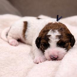 Eagle - Parti male Goldendoodle puppy in Pittsburg, Texas from Grace Springs Goldendoodles