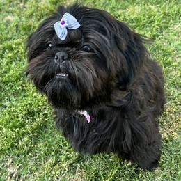 Leia - Black female Shih Tzu puppy in Northridge, California from Our ShihTzu Family