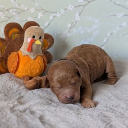 Black Collar - Red  male Goldendoodle puppy in Rockledge, Florida from Stormie's Doodles