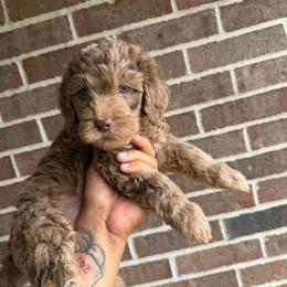 Merle Boy - Chocolate male Assorted Doodle Crosses puppy in Conway, Arkansas from Hollins Doodles