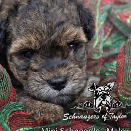 Solomon drop dead gorgeous sable - Sable male Schnoodle puppy in Temple, Texas from Schnauzers Of Taylor