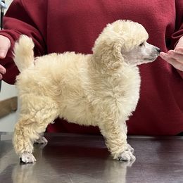 Cream Male - Cream male Poodle puppy in Jonesborough, Tennessee from Erisse Poodles