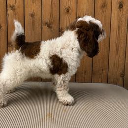 Rivers - Brown roan and tan male Cockapoo puppy in Connersville, Indiana from MoonShine Babies