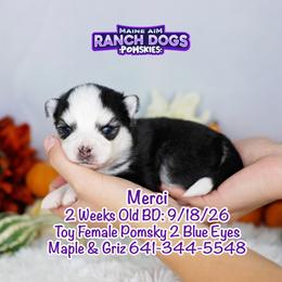 Merci - Black and white female Pomsky puppy in Humeston, Iowa from M.A.R. Dogs