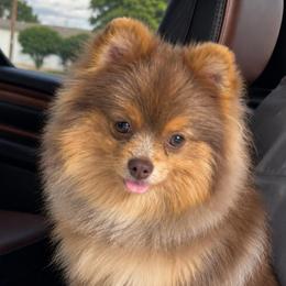 Whiskey - Lavender male Pomeranian puppy in Odessa, Texas from Cherry's Poms