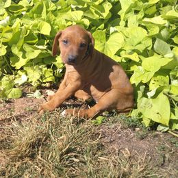 Bonnie - Rd whtn blk nose female Rhodesian Ridgeback puppy in Carney, Oklahoma from River Run Parson Russell terriers & River Run Ridgebacks