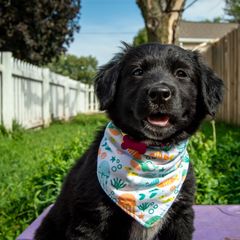 Border Collie, Golden Retriever, and Sporty Mix Puppies from Turbo Border Collies & Coltrievers