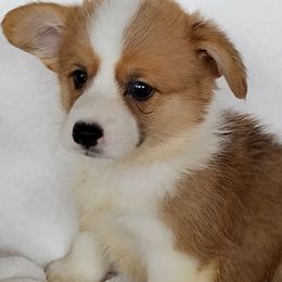Cardigan Welsh Corgis from Victory Crown