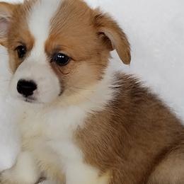Cardigan Welsh Corgis from Victory Crown