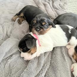Cavalier King Charles Spaniel Puppies from The Cavi Pack