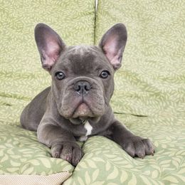 French Bulldog Puppies from LA_Texas Frenchie's