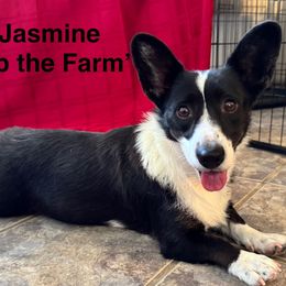 Jasmine - Cardigan Welsh Corgi
