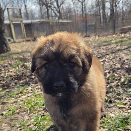 Redbud - Fawn female Bouvier des Flandres puppy in Drury, Missouri from Black Bears Critters