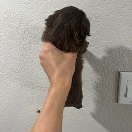 Shih Tzu Puppies from Hand Raised Shih Tzu’s
