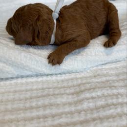 Milly - Red  female Poodle puppy in Cape Coral, Florida from Ruby the poodle