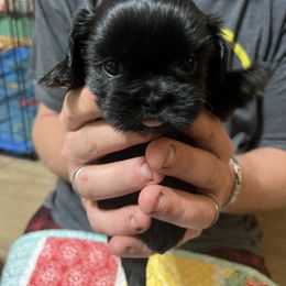 Shih Tzu Puppies from Jessica’s Shih Tzus