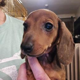 Pipsqueak (Squeaky) - Sable male Dachshund puppy in Lyle, Washington from Wines Wienery