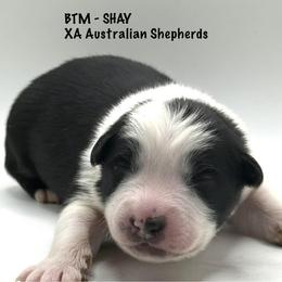 Shay - Black tri-color male Australian Shepherd puppy in Gowen, Michigan from XA AUSTRALIAN SHEPHERDS