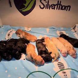 Boy 4 - Black male Labrador Retriever puppy in Brooksville, Florida from Lonestar Labradors C&E