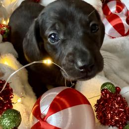 Dachshund Puppies from Jeff & Joette