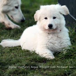 Berger Blanc Suisse and White Shepherd Puppies from Starfyre Berger Blanc Suisse / White Shepherds