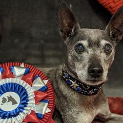 American Hairless Terriers from New Hope Kennel
